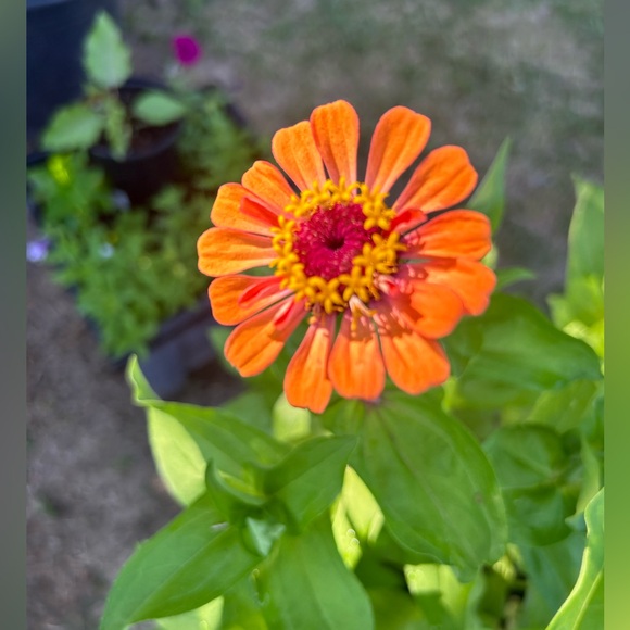 Meet your Posher; ✨Just1_4You✨ - Picture 3 of 10